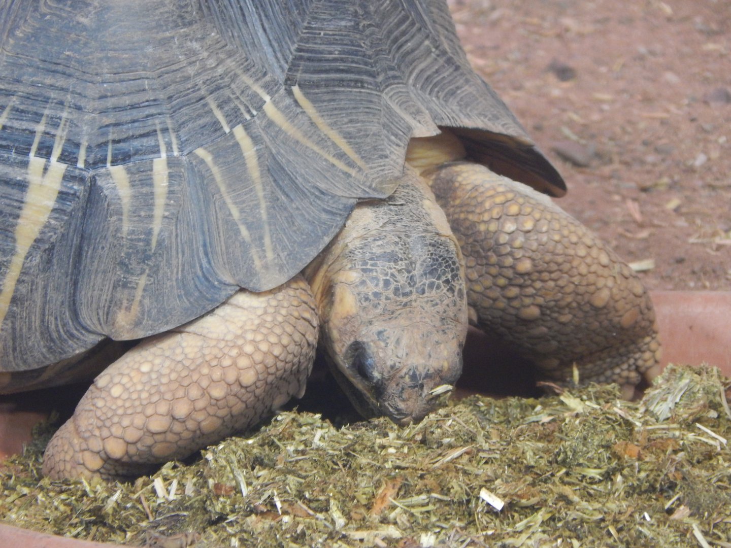 Reptile House - Radiated tortoise 040324