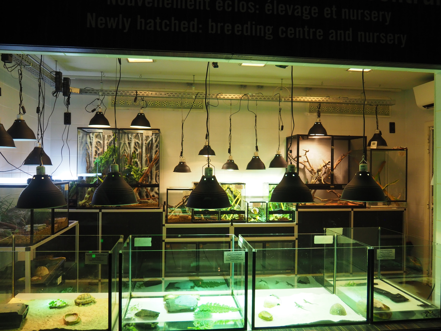 Reptile house raising/nursery room, 2020-05-24