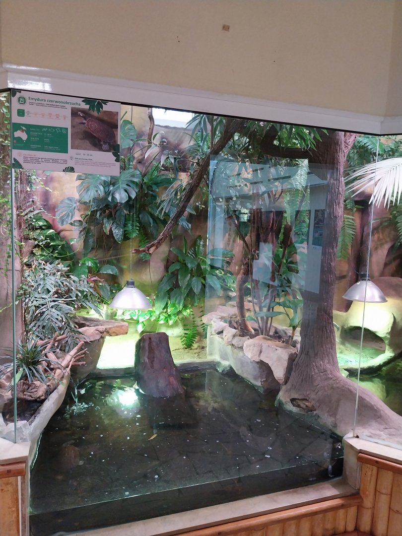 Reptile house - Red-bellied Short-necked Turtle (Emydura subglobosa) exhibit