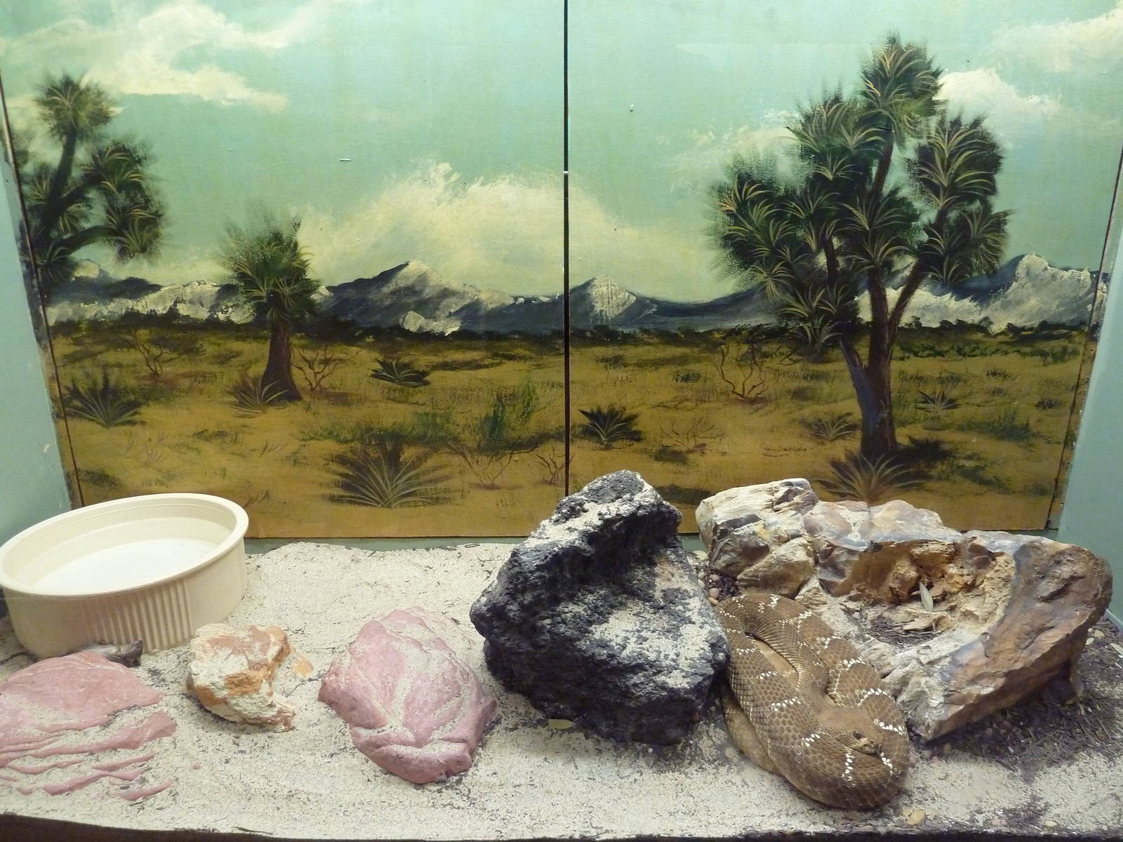 Reptile House - Red Diamond Rattlesnake Exhibit