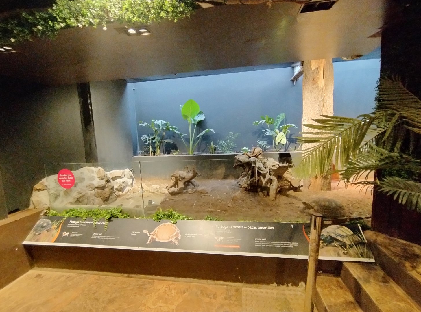 Reptile house red-footed tortoise exhibit - Santiago zoo (Zoologico nacional)