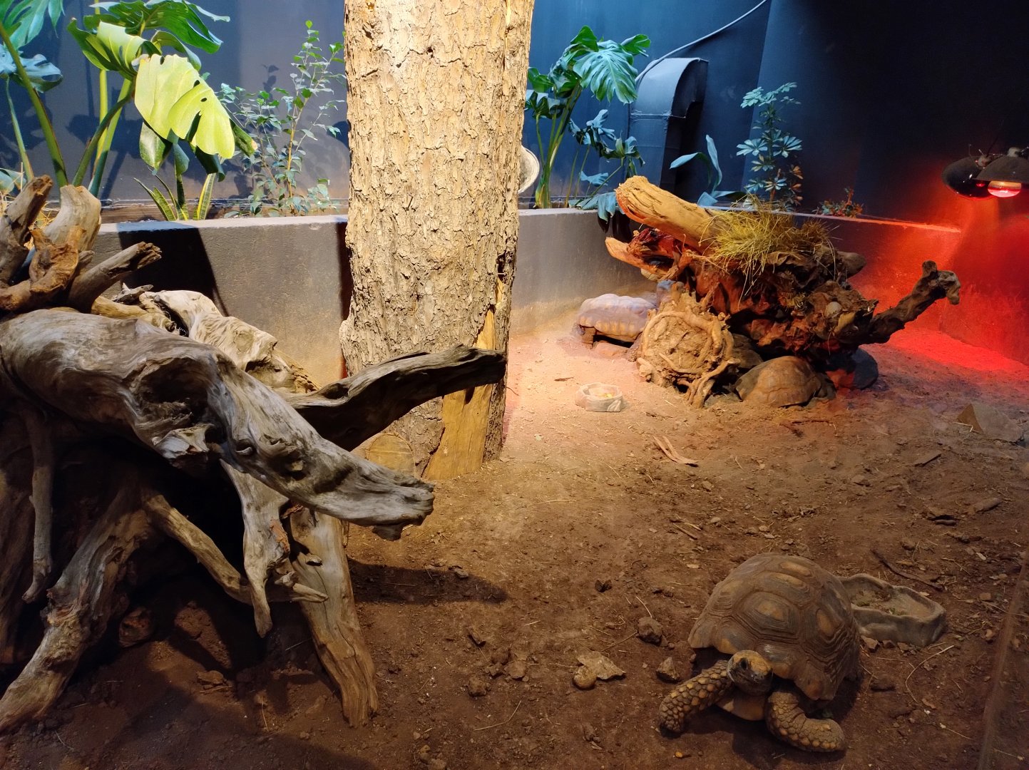 Reptile house red-footed tortoise exhibit - Santiago zoo (Zoologico nacional)