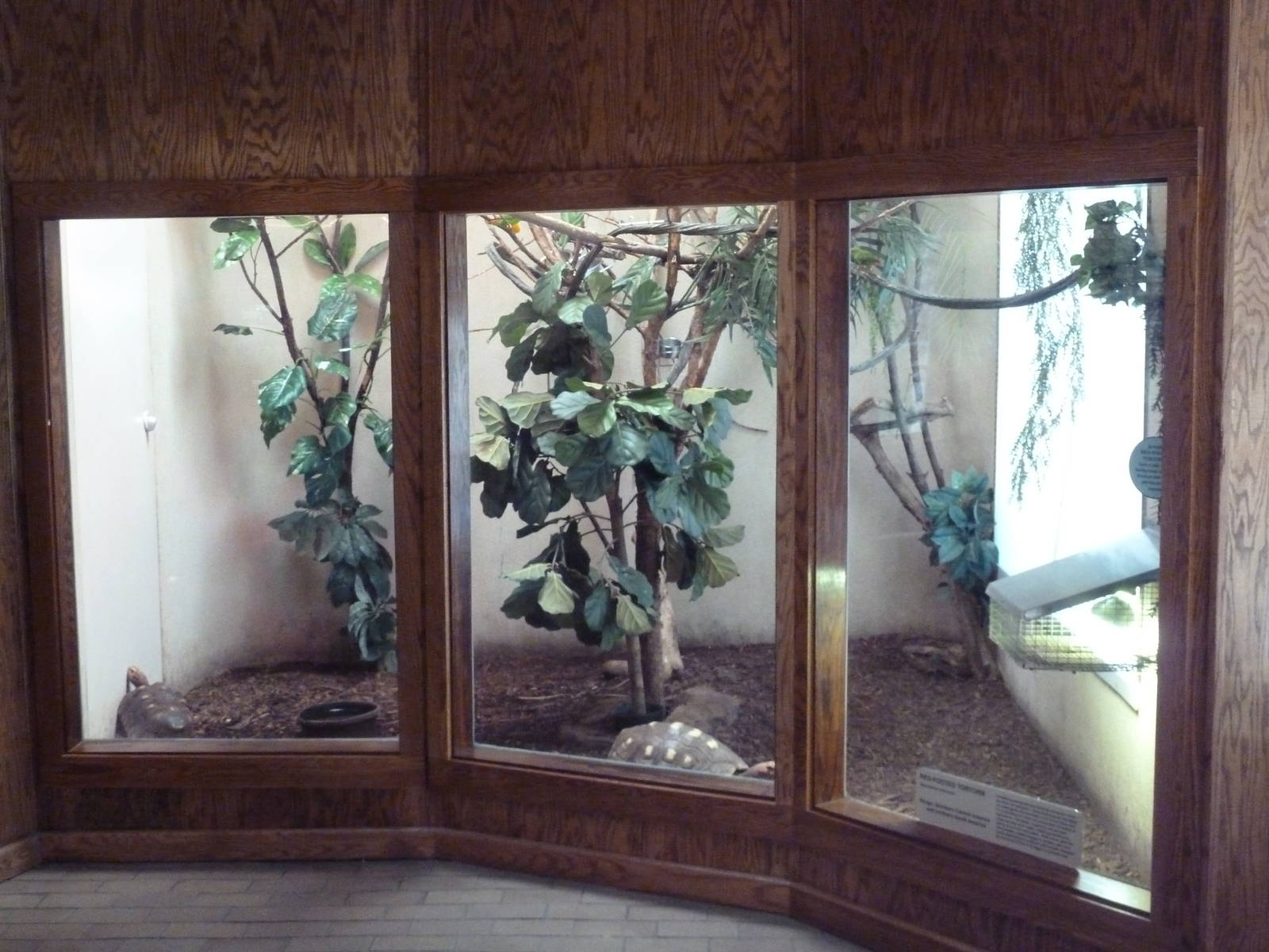 Reptile House - Red-Footed Tortoise Exhibit