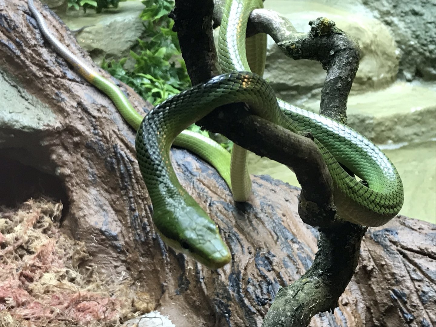 Reptile House - Red-tailed green ratsnake 230619