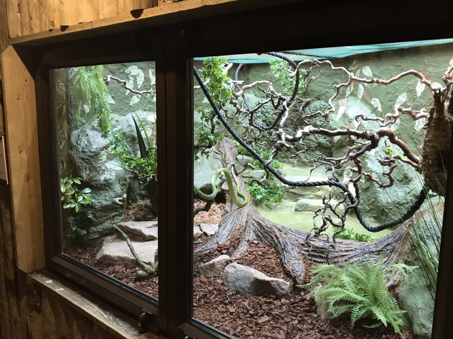 Reptile House- Red-tailed green ratsnake exhibit 230619