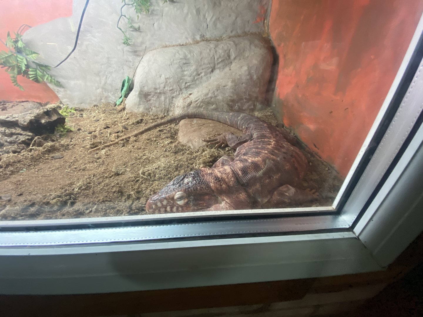 Reptile House - Red tegu 231022