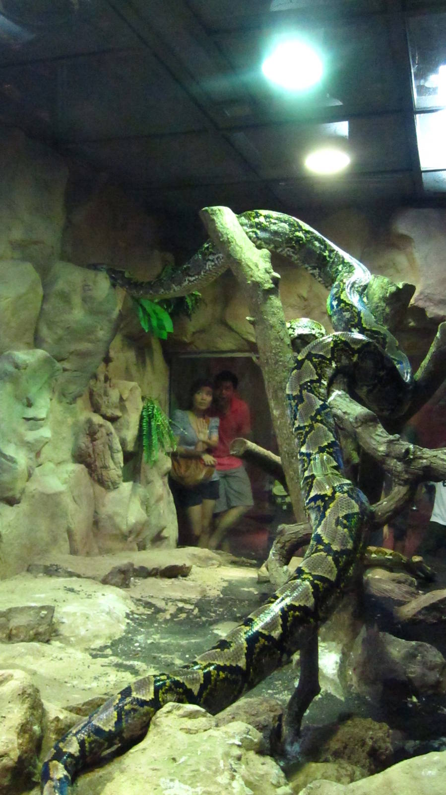 Reptile House - Reticulated Python