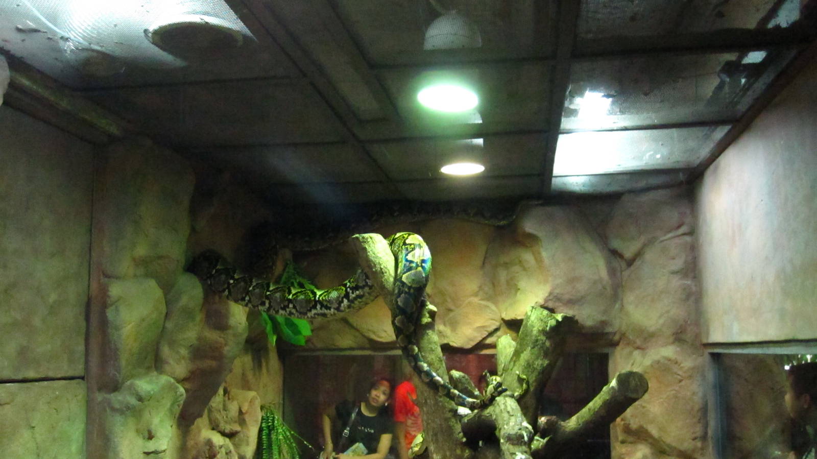 Reptile House - Reticulated Python