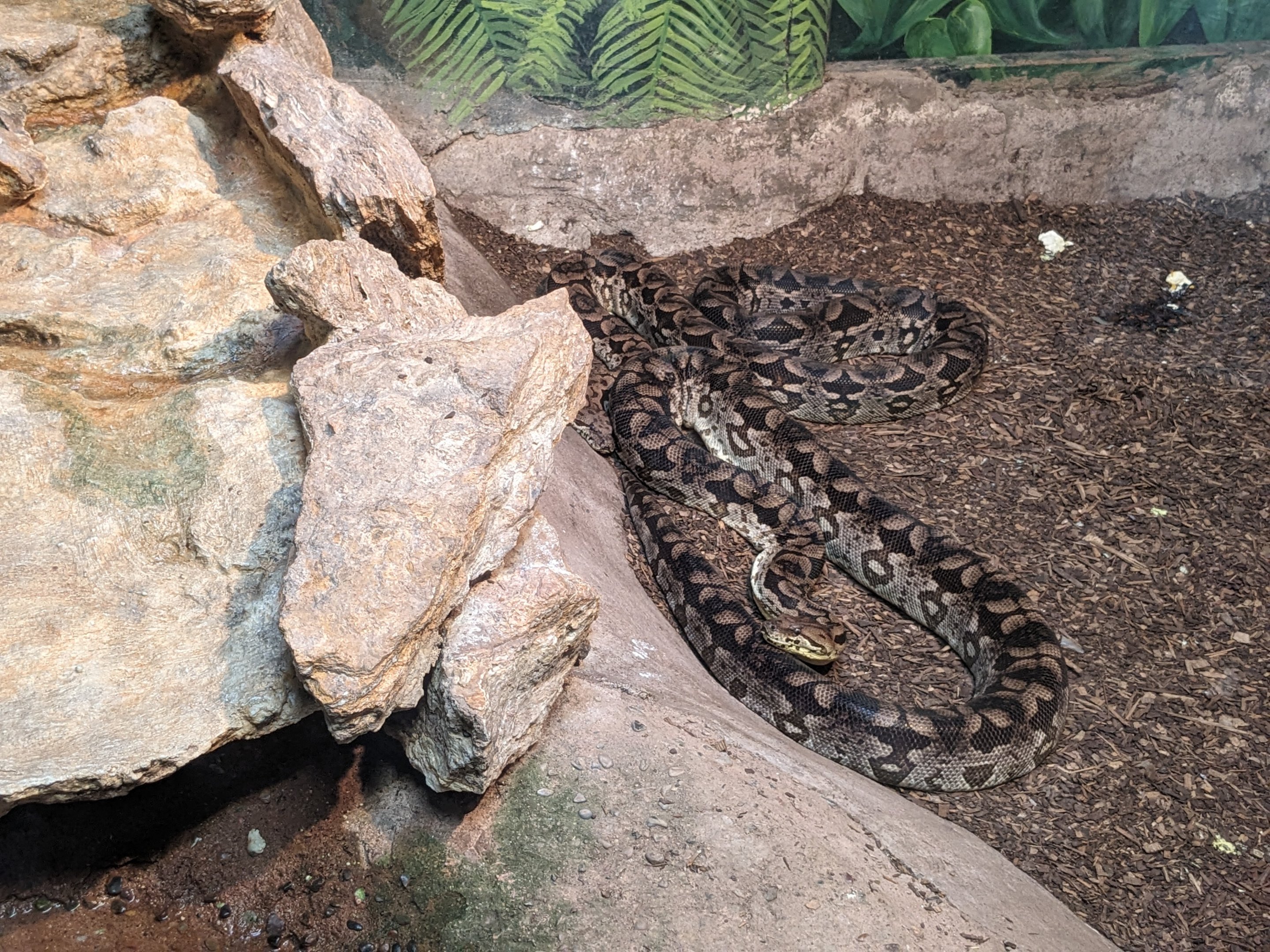 Reptile House -Reticulated python