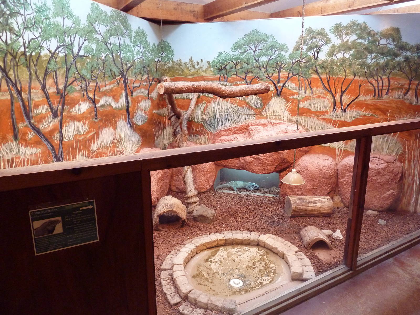 Reptile House - Rhinoceros Iguana Exhibit
