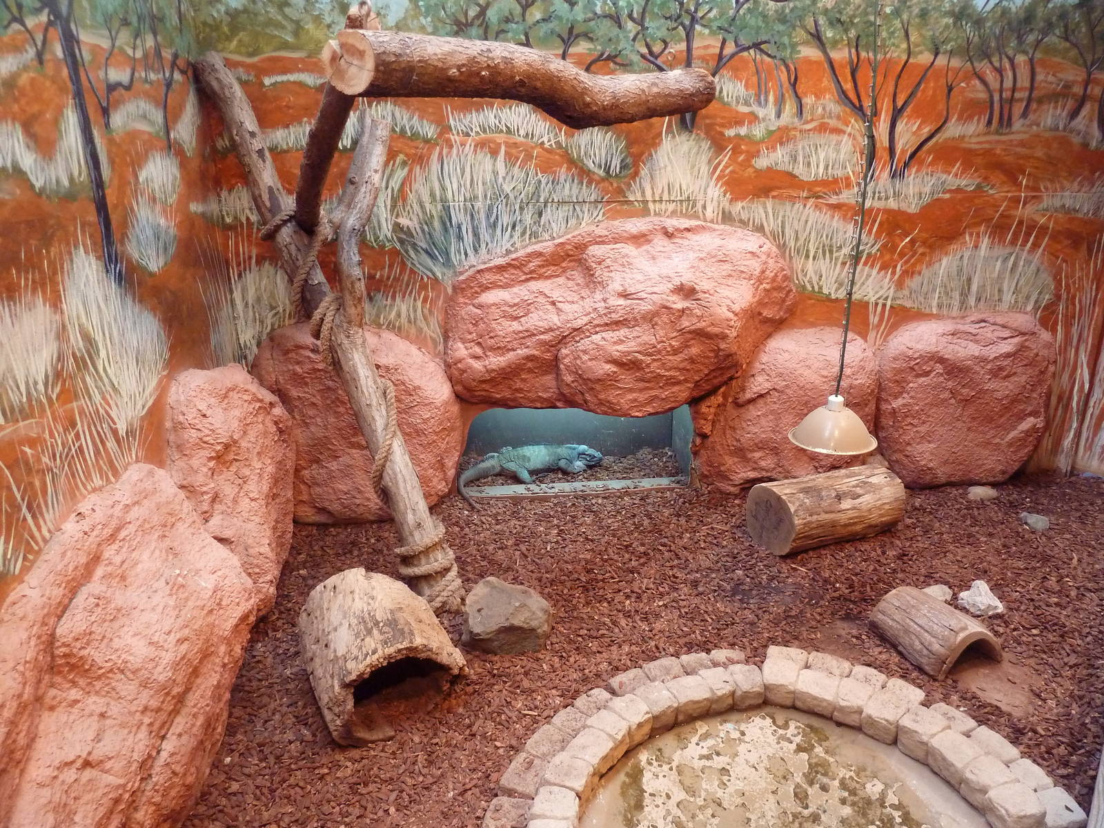 Reptile House - Rhinoceros Iguana Exhibit