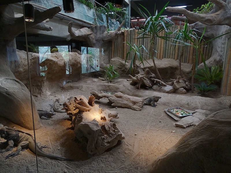 Reptile House - Rhinoceros iguanas