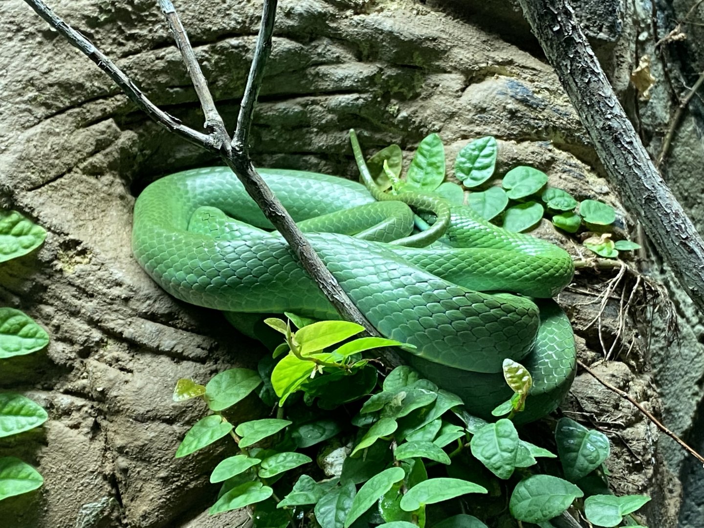 Reptile House - Rhinoceros ratsnake 280222