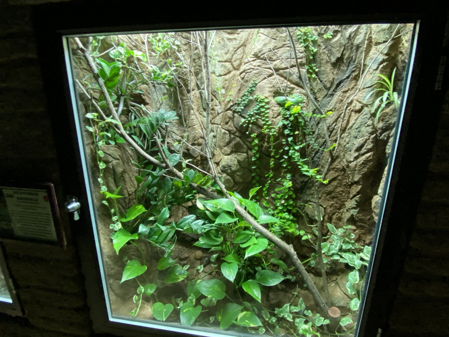 Reptile House - Rhinoceros ratsnake exhibit 280222