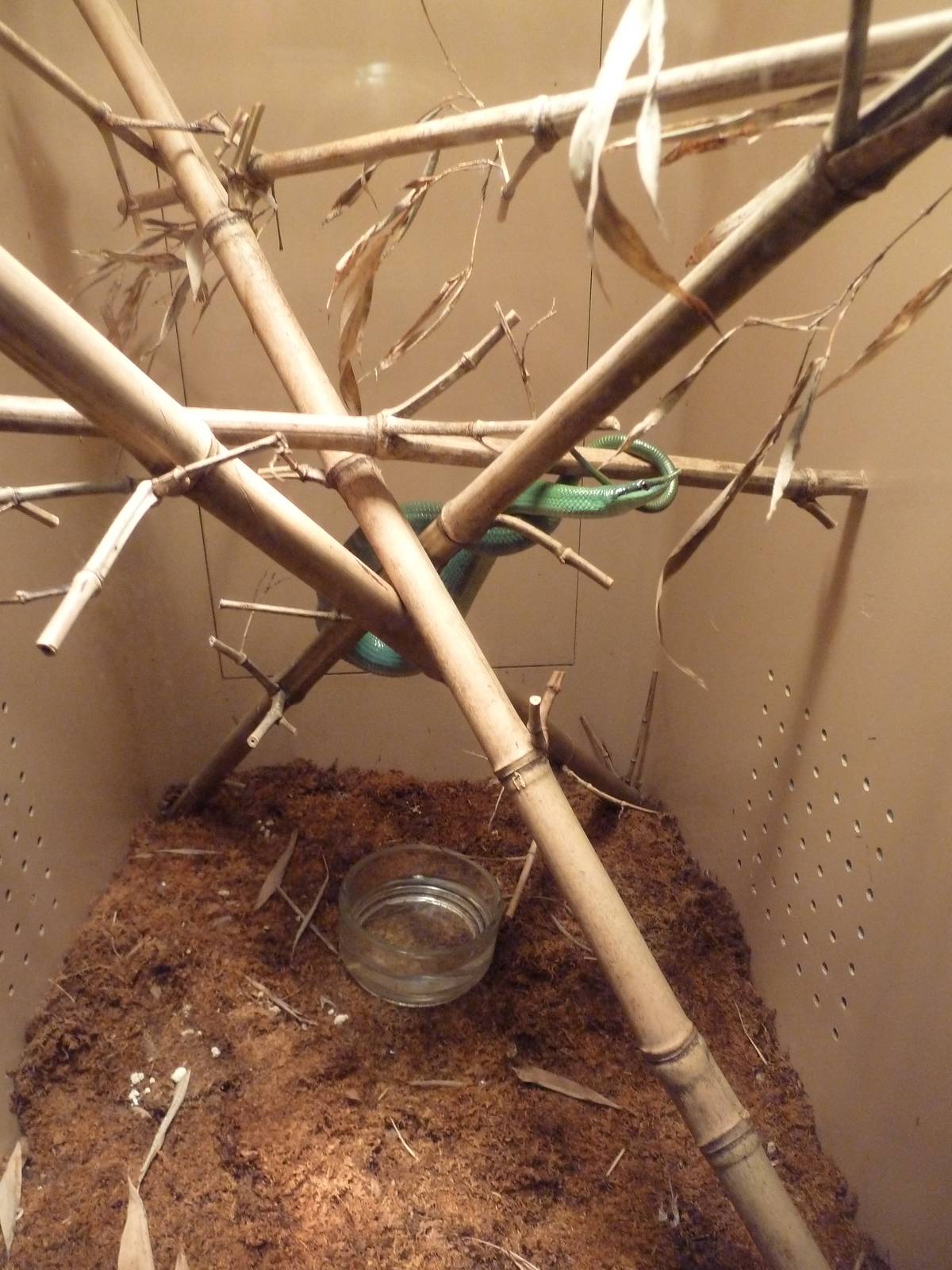 Reptile House - Rhinoceros Ratsnake Exhibit