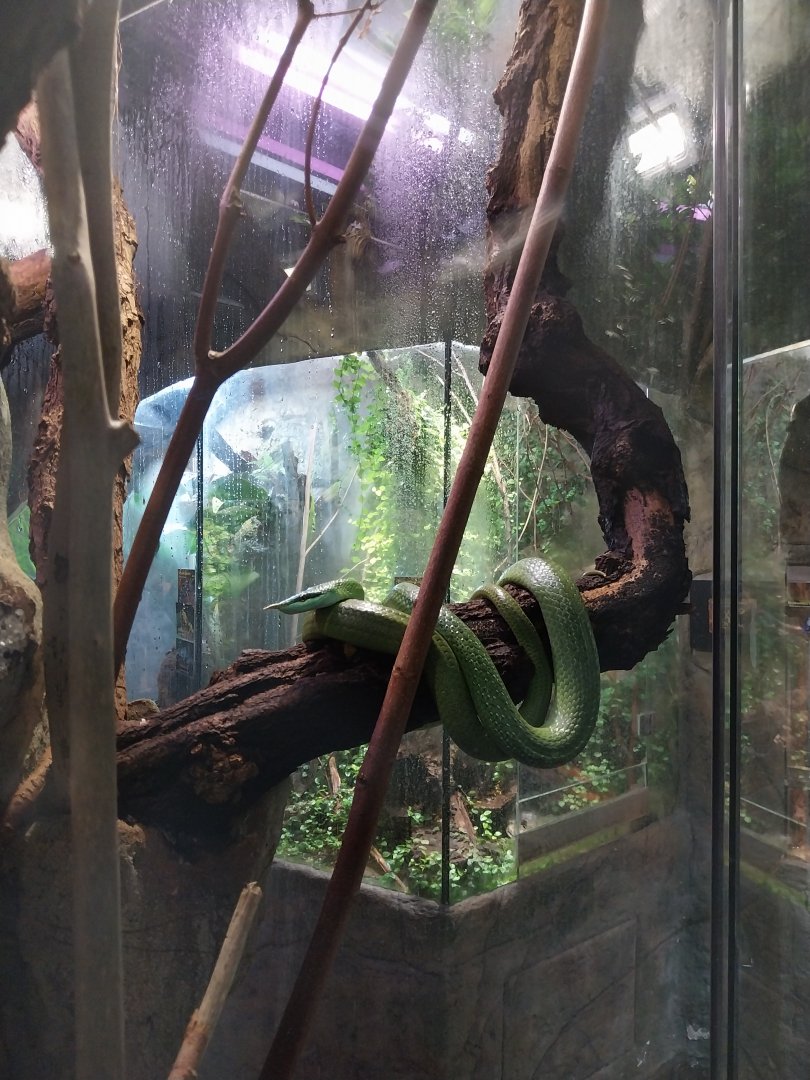 Reptile House - Rhinoceros Ratsnake (Gonyosoma boulengeri)