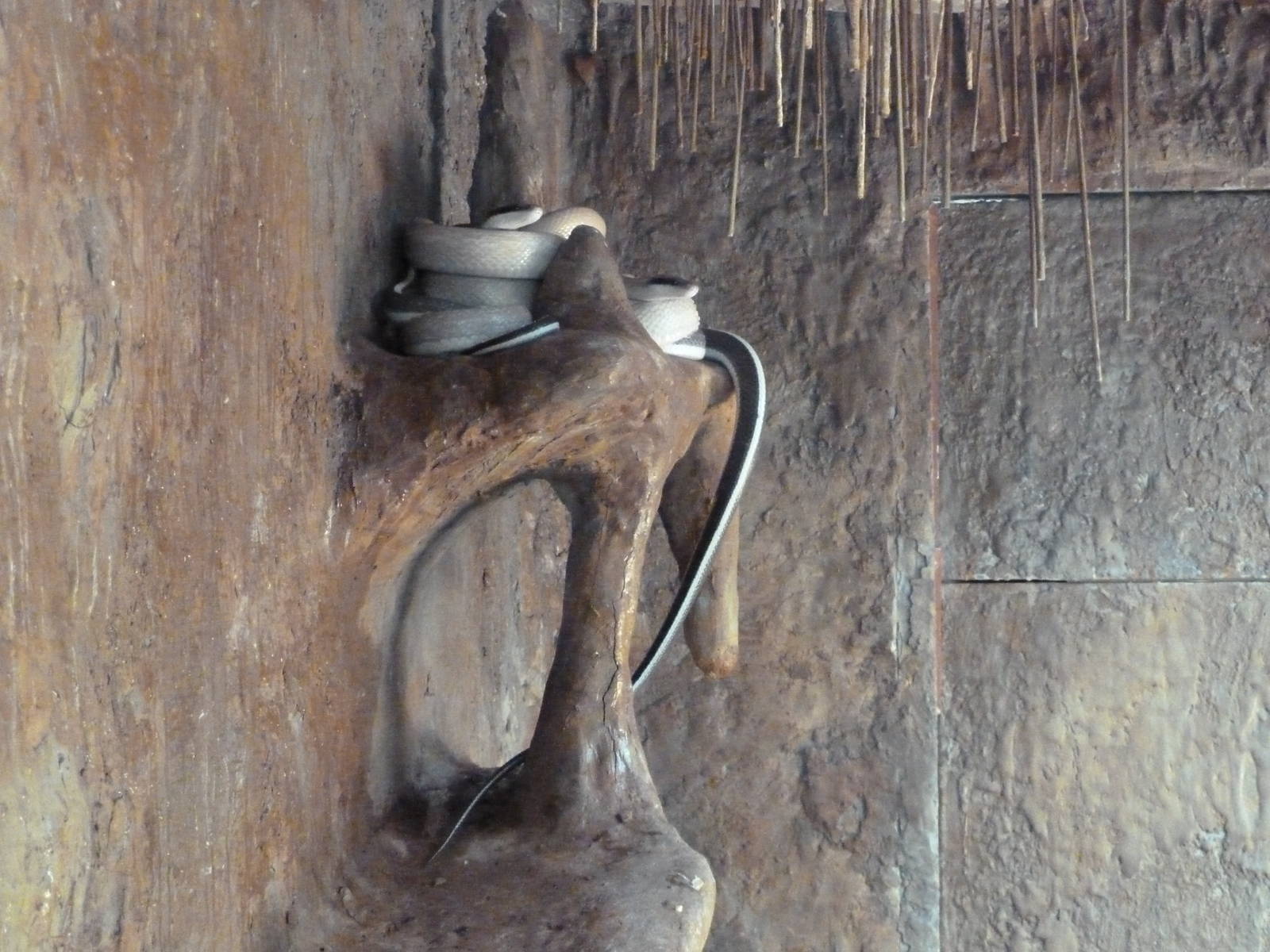 Reptile House - Ridley's Cave Dwelling Snake