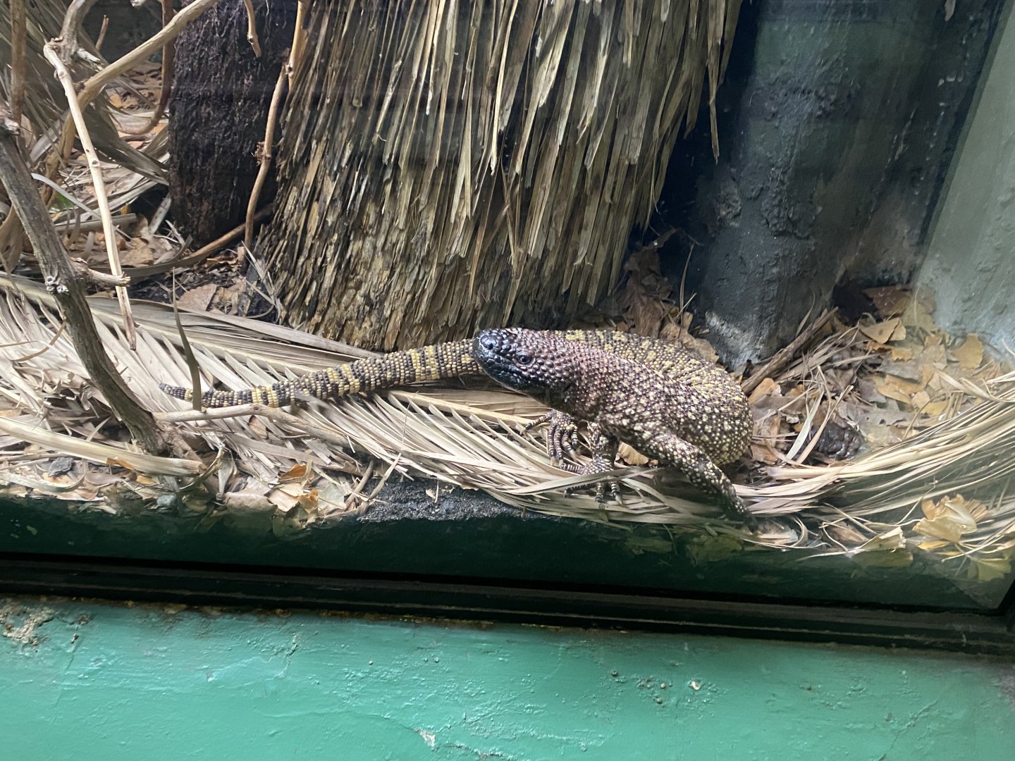 Reptile House - Rio Fuerte beaded lizard 180322