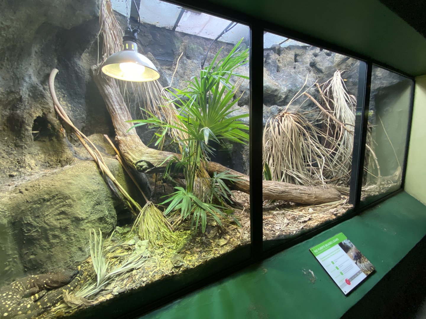 Reptile House - Rio Fuerte beaded lizard exhibit 180322
