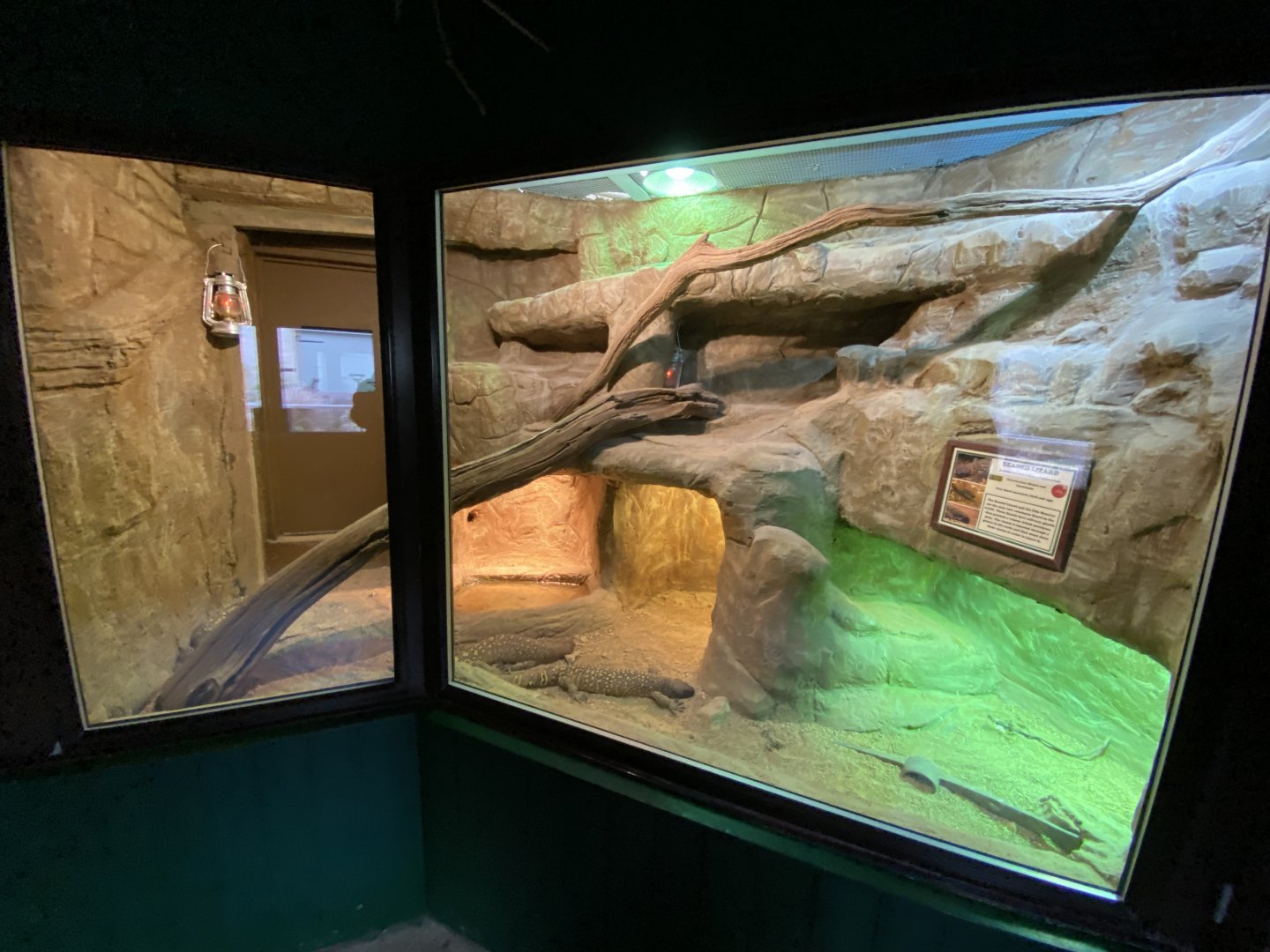 Reptile House -  Rio Fuerte beaded lizard exhibit 280222