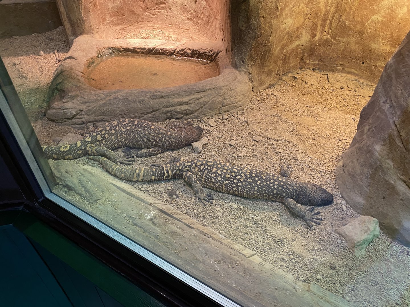 Reptile House - Rio Fuerte beaded lizards 280222