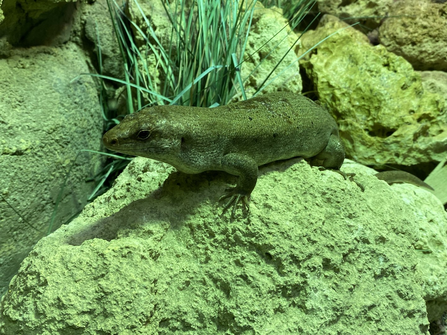 Reptile House - Round Island skink 180322
