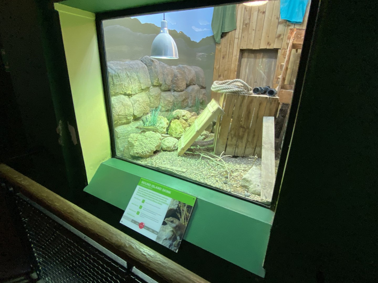 Reptile House - Round Island skink exhibit 180322