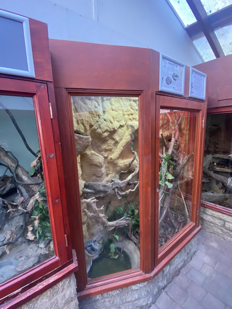Reptile House - Royal python exhibit 011125