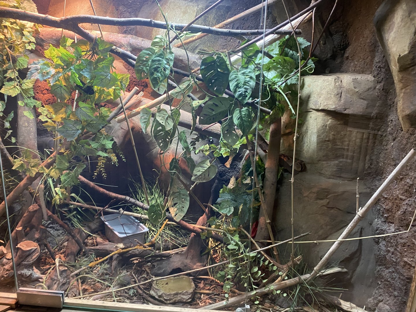 Reptile House - Royal python exhibit 030924