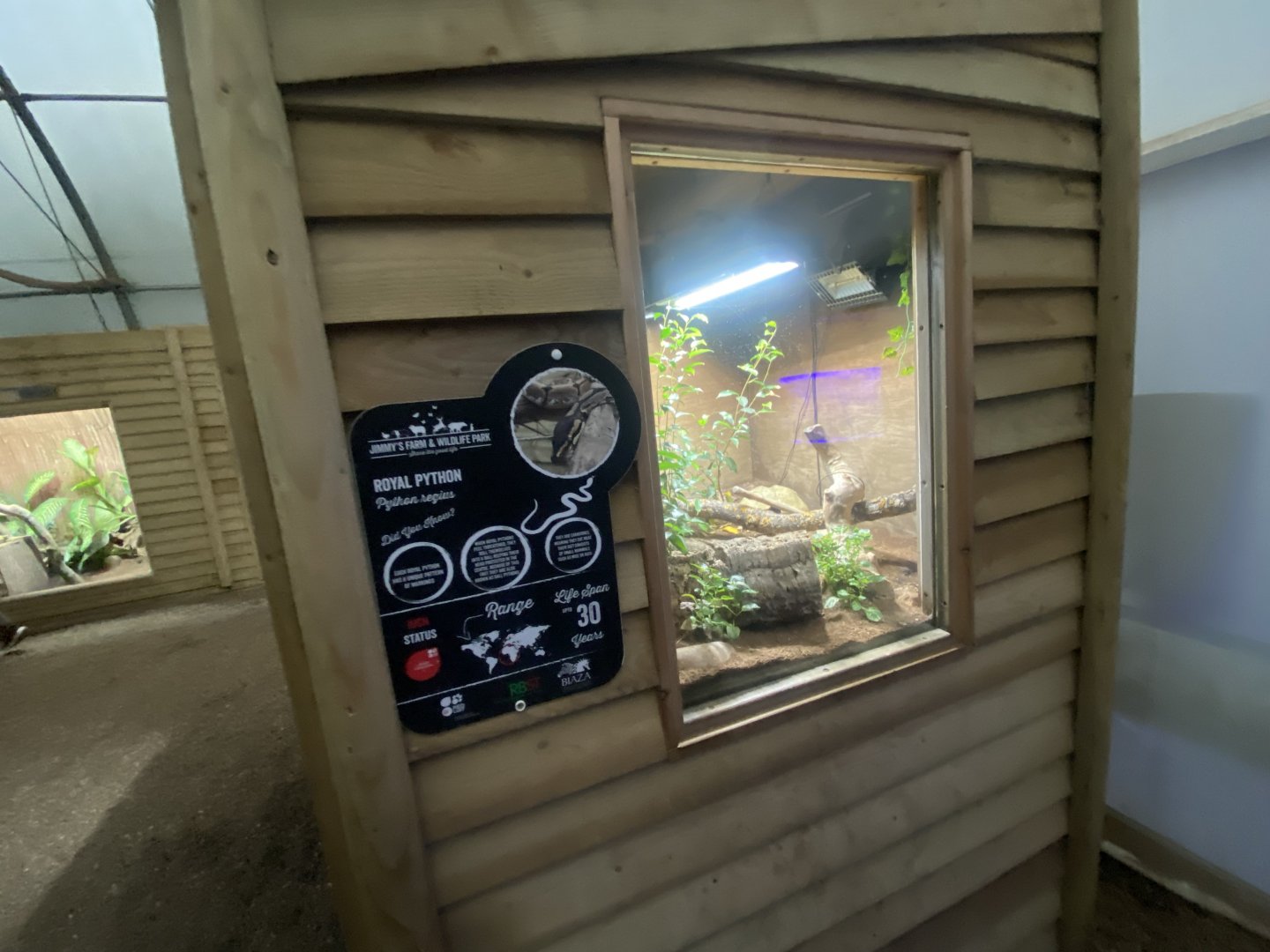 Reptile House - Royal python exhibit 130925