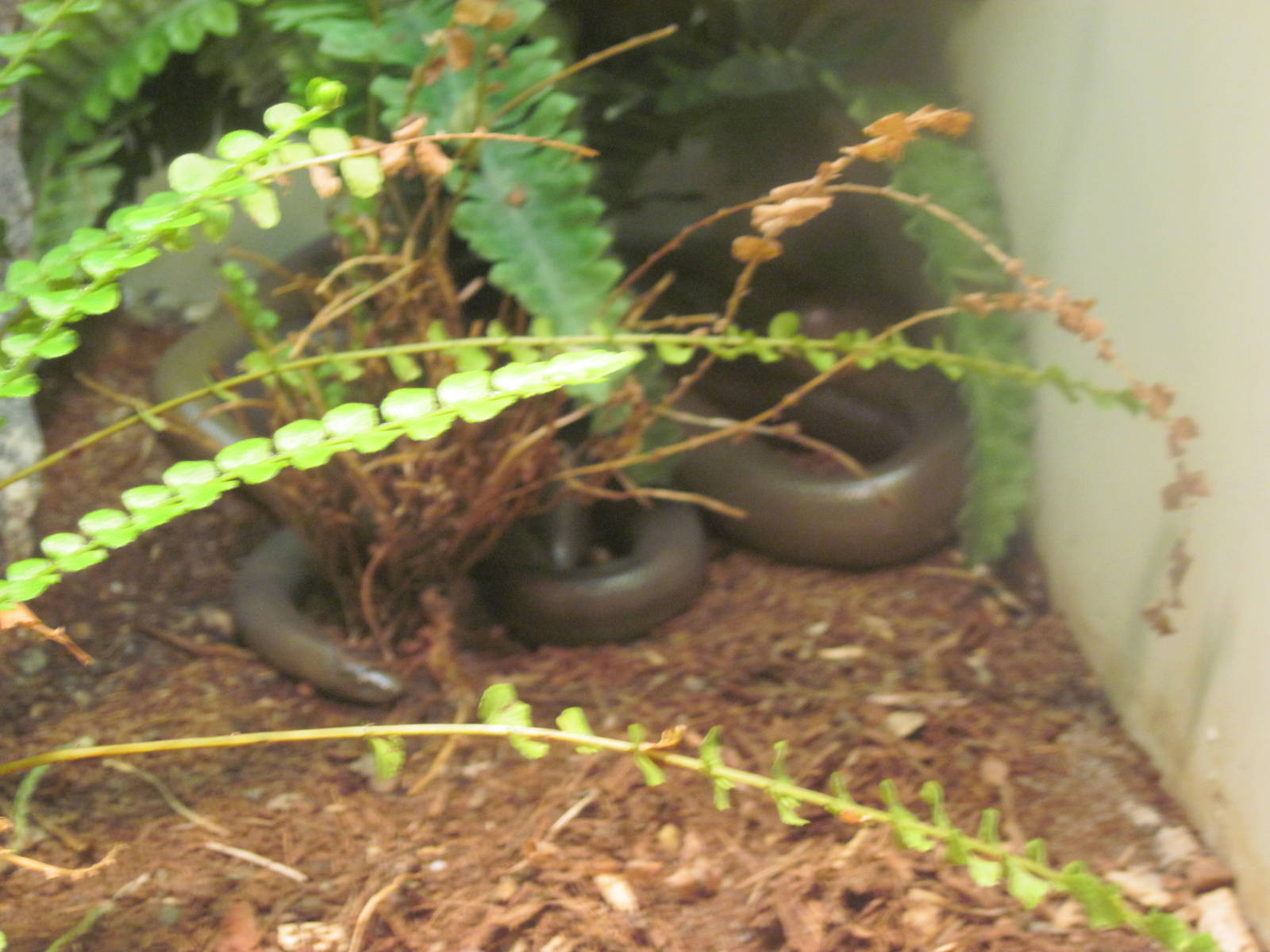 Reptile House-Rubber Boa