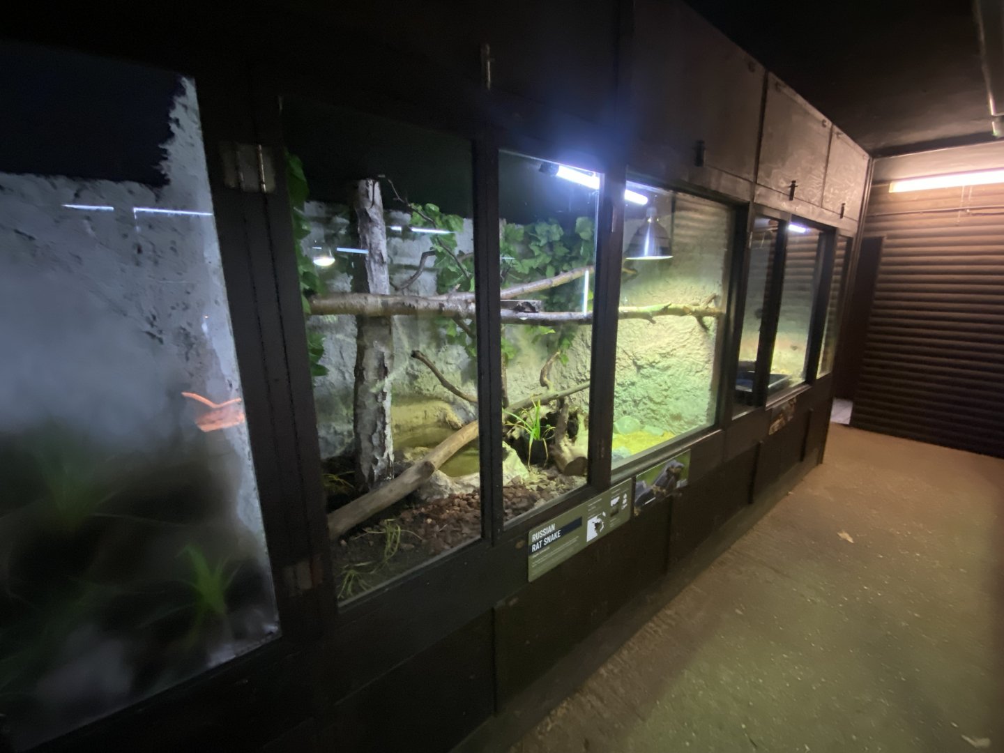 Reptile House - Russian ratsnake exhibit 030924