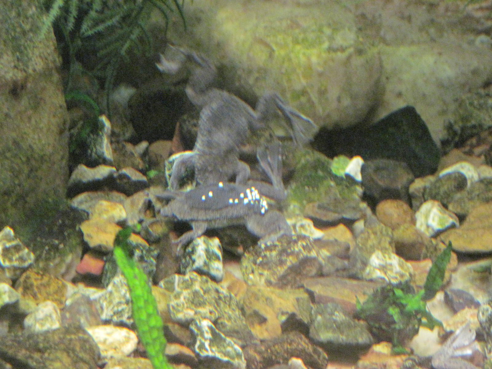 Reptile House-Sabana Surinam Toad