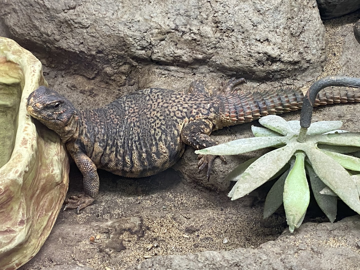 Reptile House - Saharan mastigure 231022