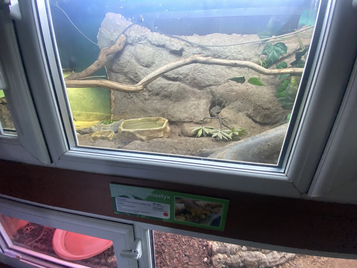 Reptile House - Saharan mastigure exhibit 231022