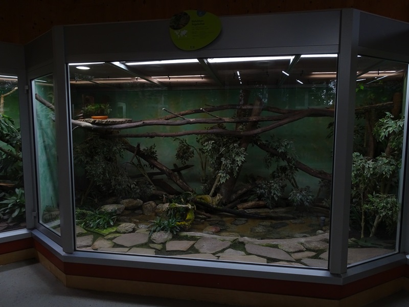 Reptile House: Sail-fin lizard enclosure