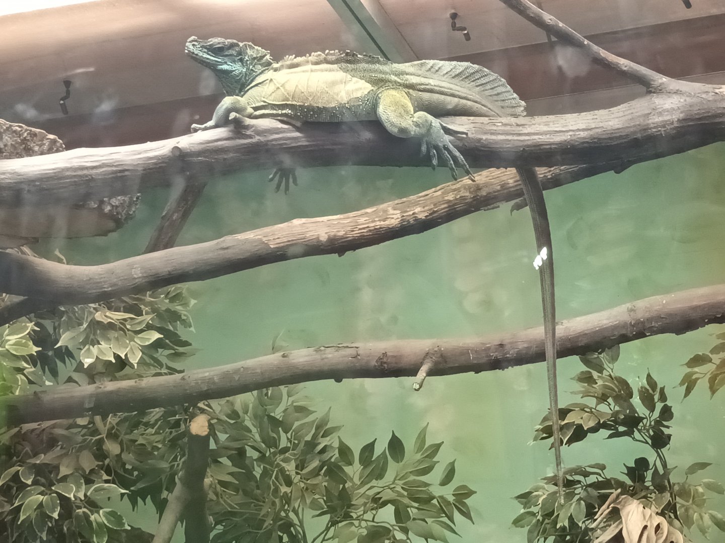 Reptile House Sailfin Lizard