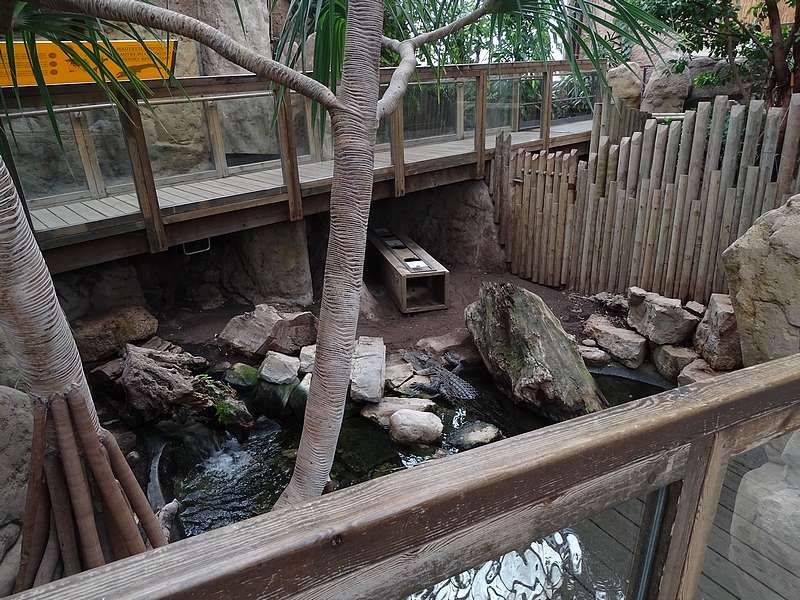 Reptile house - Saltwater crocodile