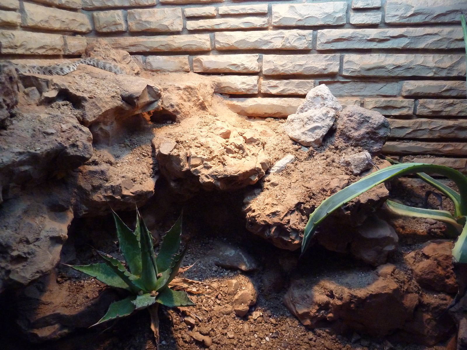 Reptile House - Santa Catalina Island Rattlesnake Exhibit