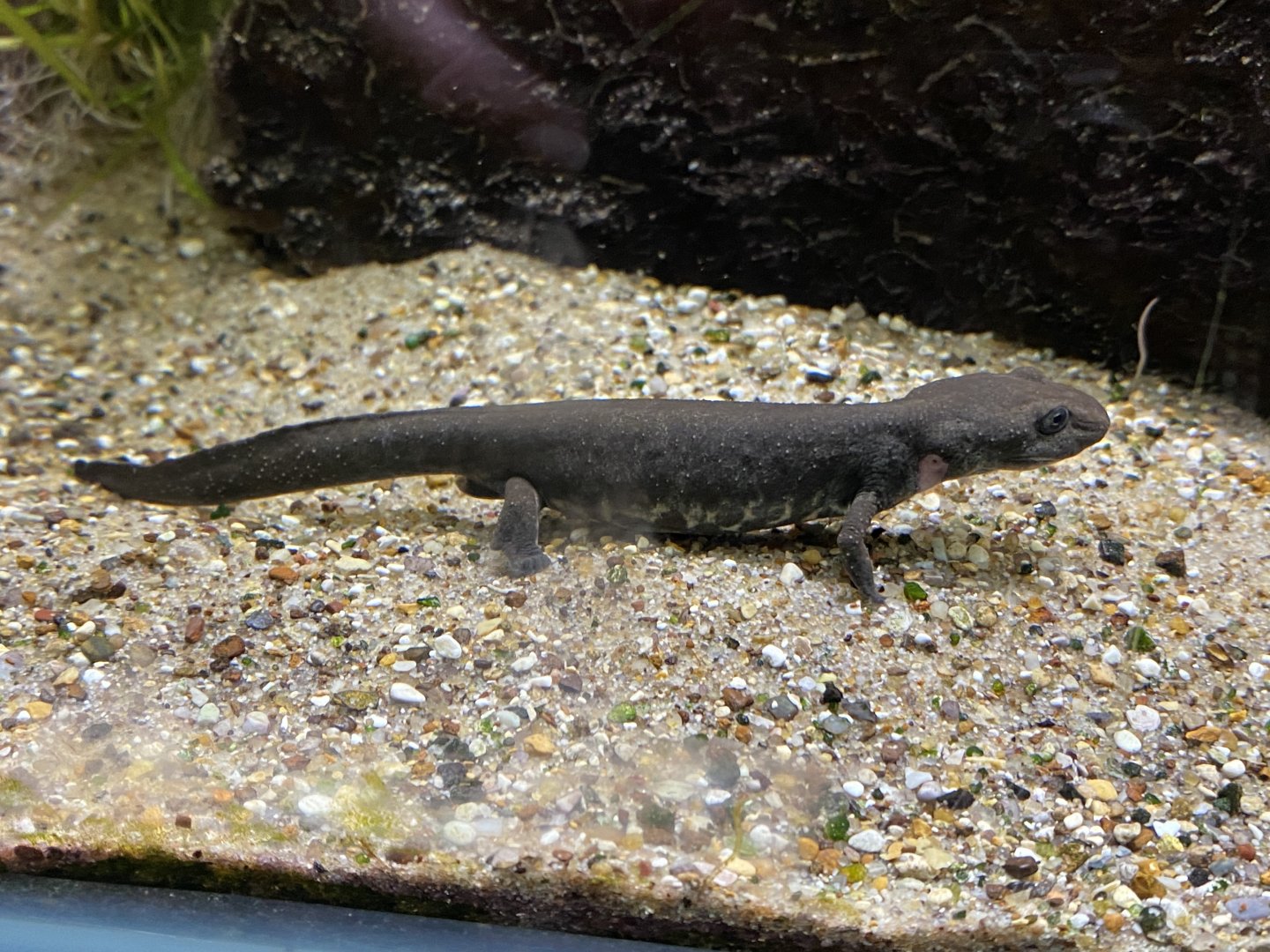Reptile House - Sardinian brook salamander 180322