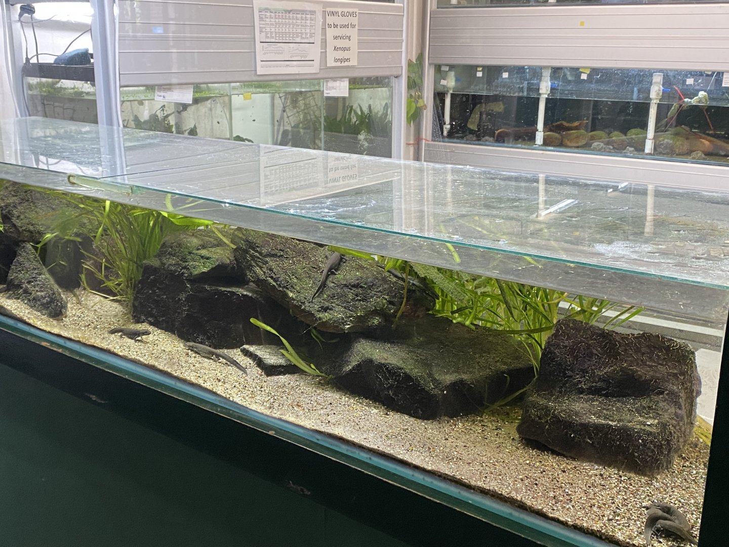 Reptile House - Sardinian brook salamander exhibit 180322