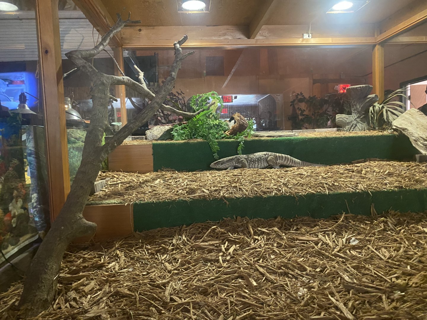 Reptile House - Savanna Monitor Exhibit