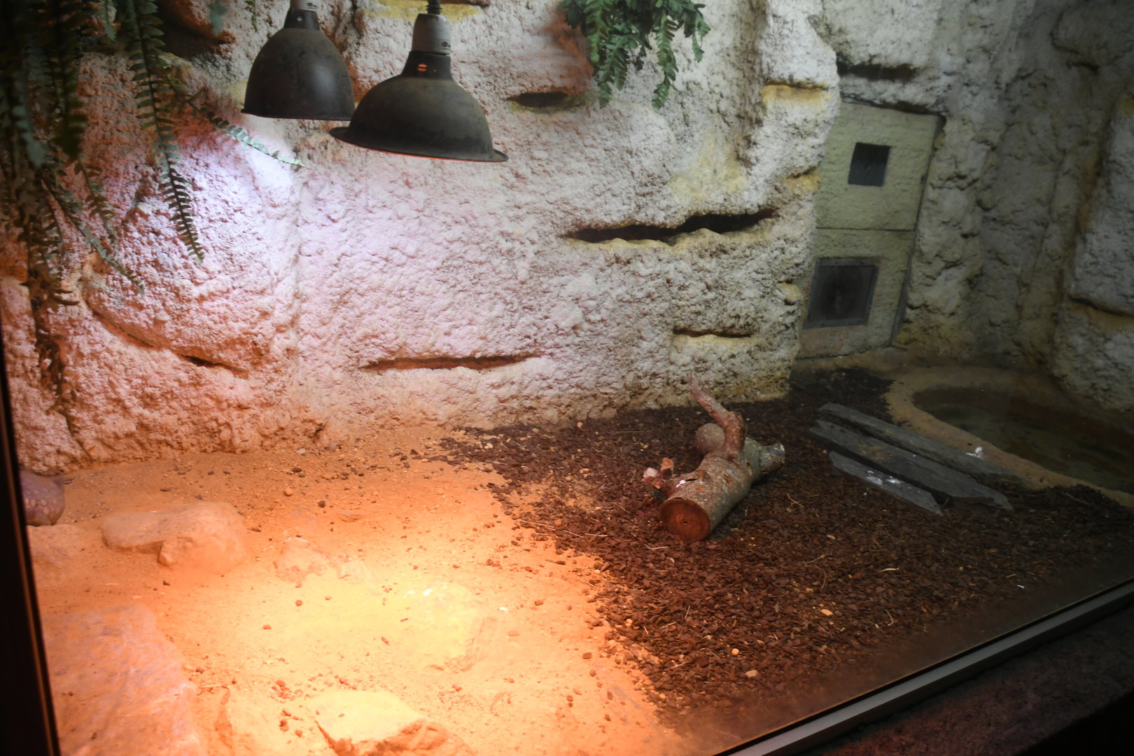 Reptile House (Savanna Monitor exhibit)