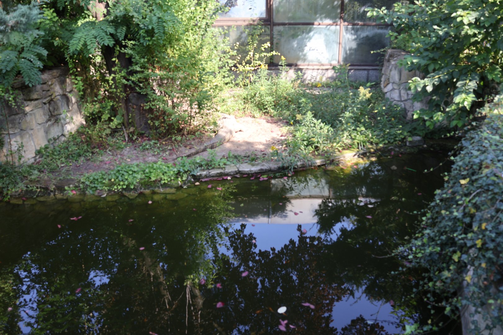 Reptile house - Siamese Crocodile (Crocodylus siamensis) enclosure