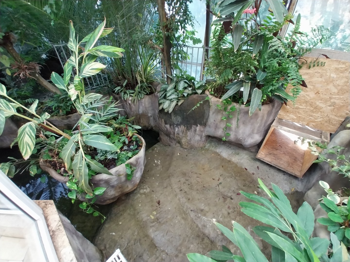 Reptile house - Siamese Crocodile (Crocodylus siamensis) exhibit