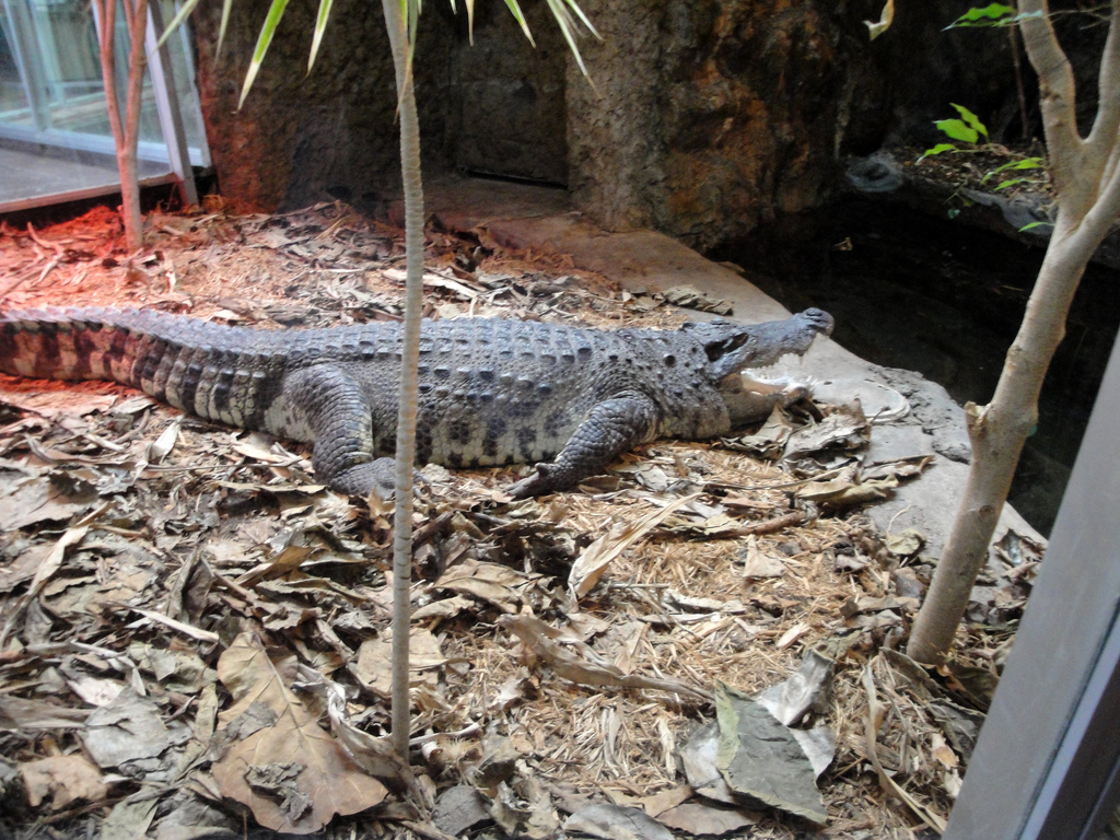 Reptile House - Siamese Crocodile
