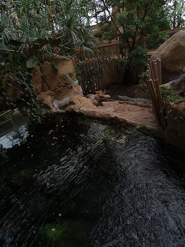 Reptile house - Siamese crocodiles