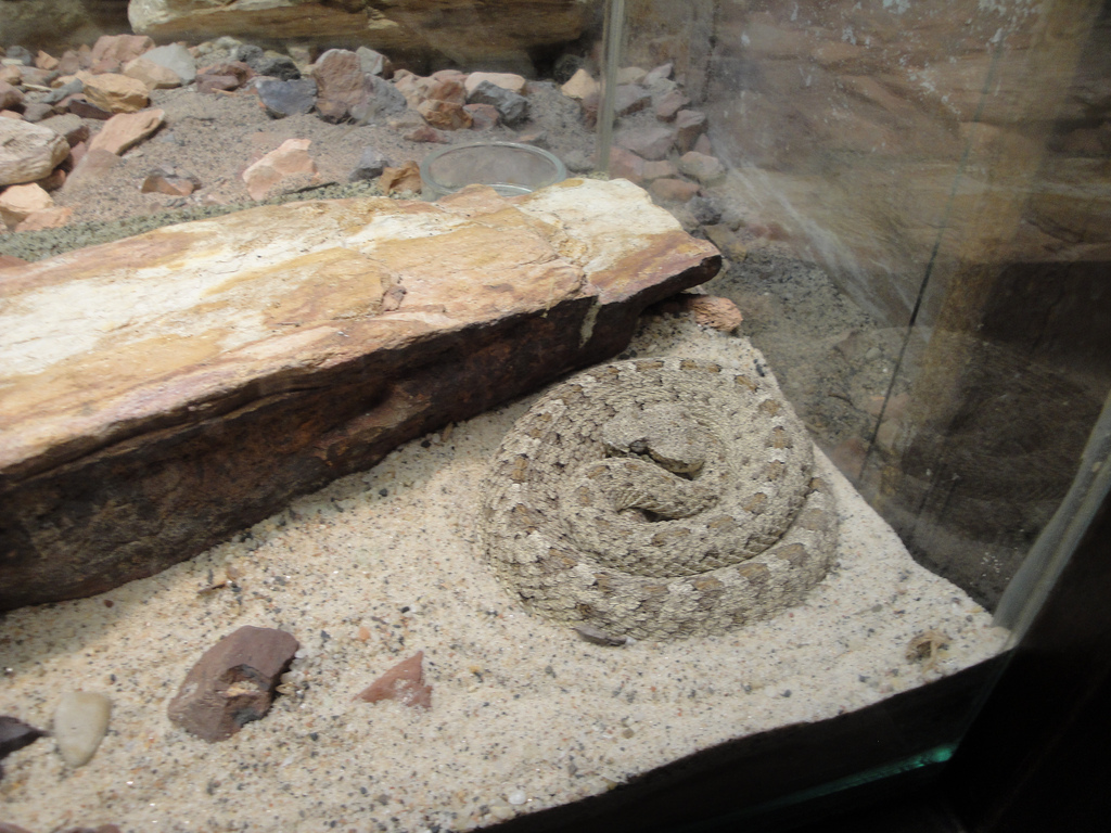 Reptile House - Sidewinder