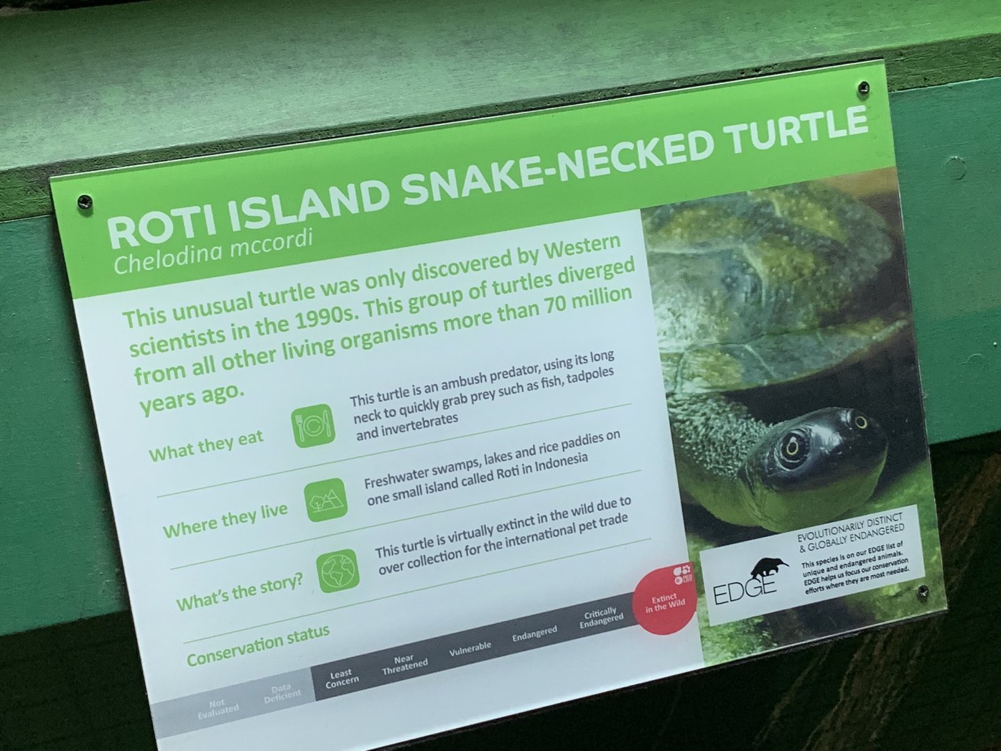 Reptile House Signage Example (Roti Island Snake-necked Turtle) at London Zoo (2019)