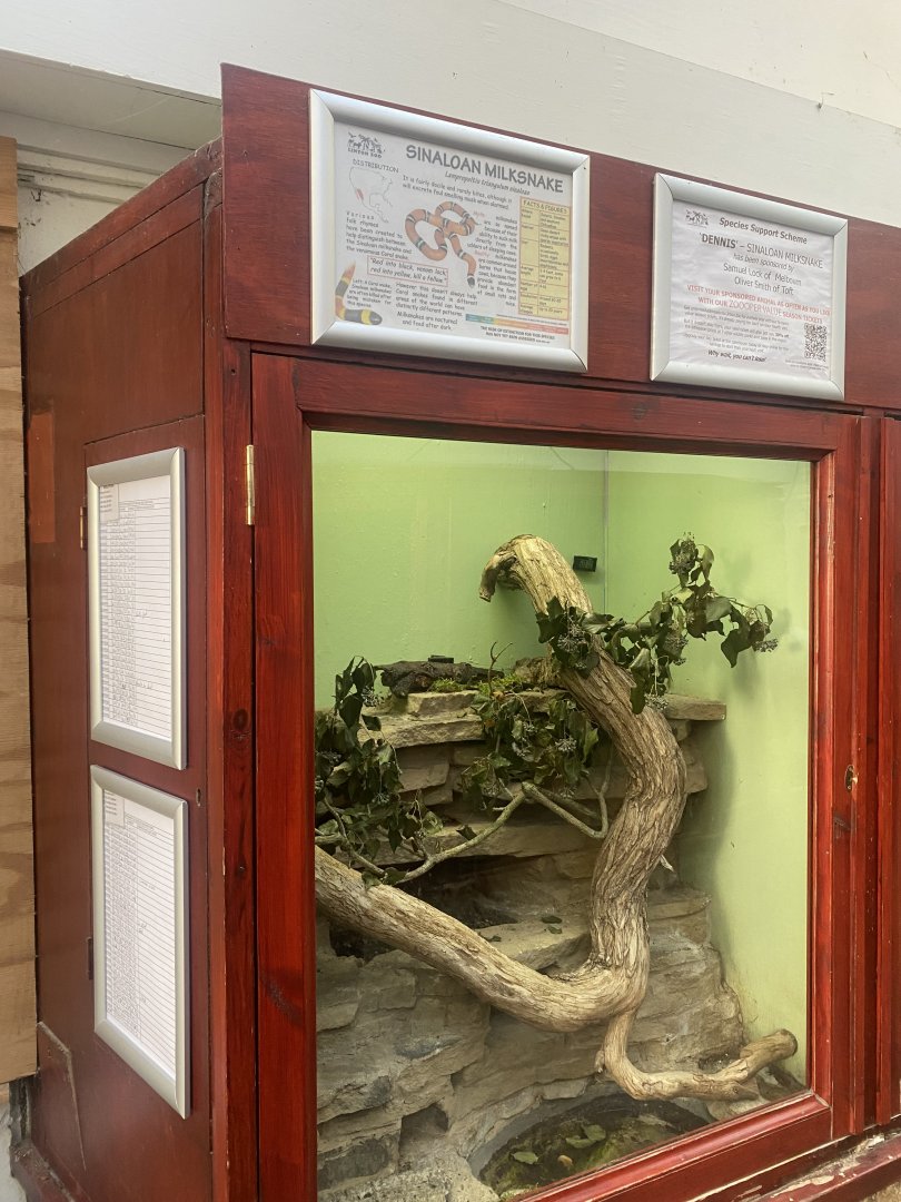 Reptile House - Sinaloan milksnake exhibit 011125